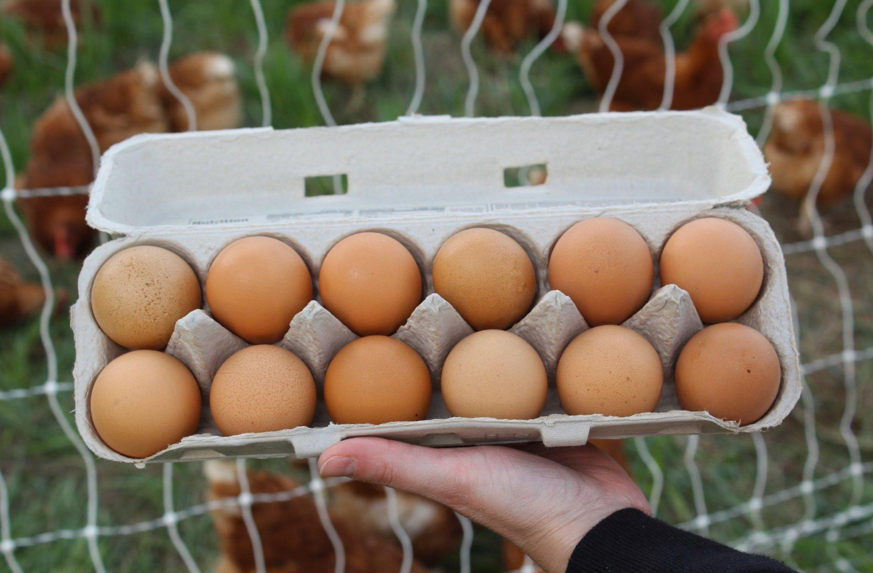 Egg Organic Pasture-Raised Eggs (1 Dozen)